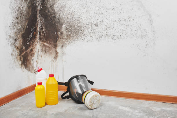 Best Residential Mold Remediation in Orlovista, FL