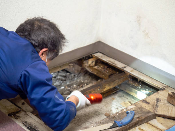 Best Attic Mold Remediation in Orlovista, FL